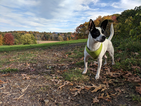 Doug Mulder Autumn Print Prints Jeffrey Rowland