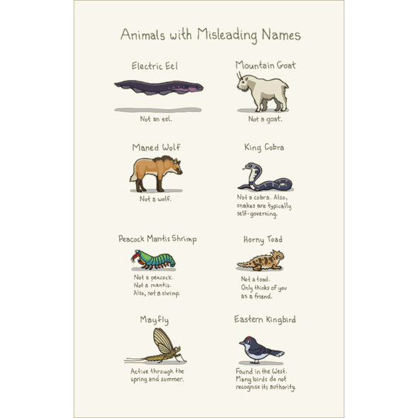 Animals With Misleading Names Print Art Bird and Moon