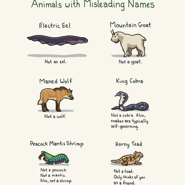 Animals With Misleading Names Print Art Bird and Moon