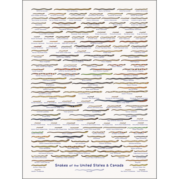 United Snakes of America Print Art Bird and Moon