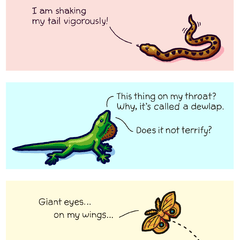 Threat Displays Of Non-Threatening Animals Print Art Bird and Moon